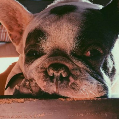 微信最新可爱萌宠头像合集