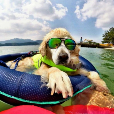 微信最新可爱萌宠头像合集