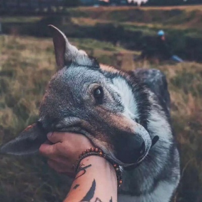 微信最新可爱萌宠头像合集