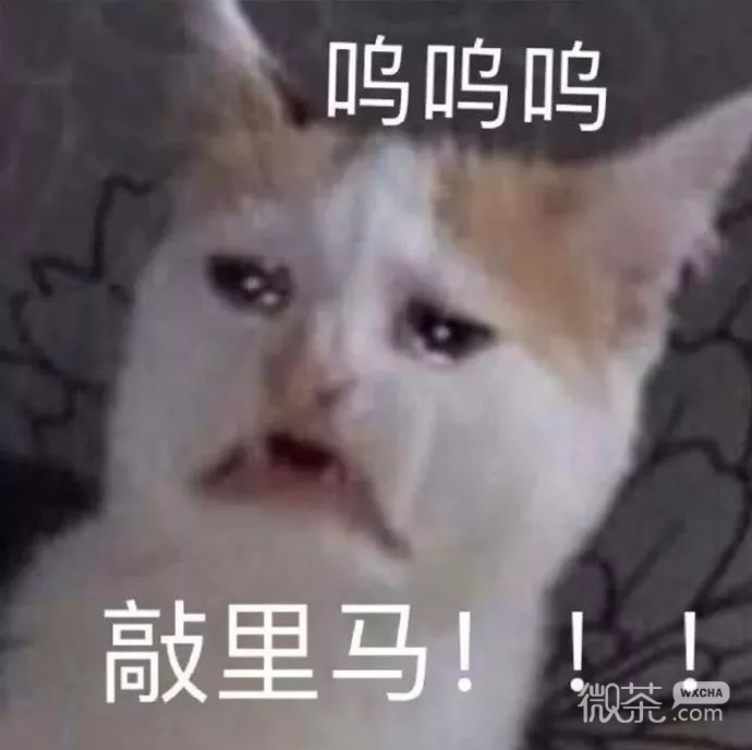 搞怪又沙雕的微信群聊斗图表情包