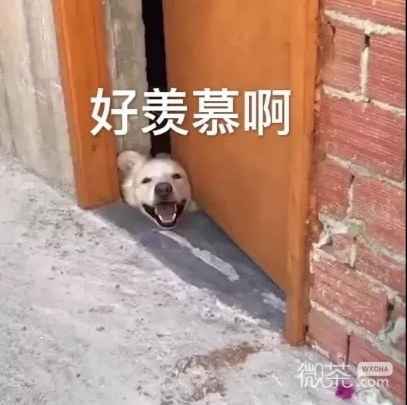搞怪又沙雕的微信群聊斗图表情包