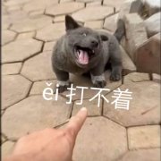 搞笑沙雕的微信网红汪星人表情包