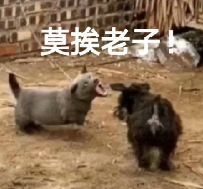 搞笑沙雕的微信网红汪星人表情包