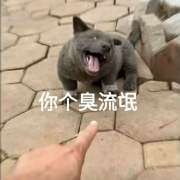 搞笑沙雕的微信网红汪星人表情包