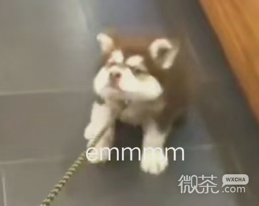 可爱高糊的微信卖萌小表情