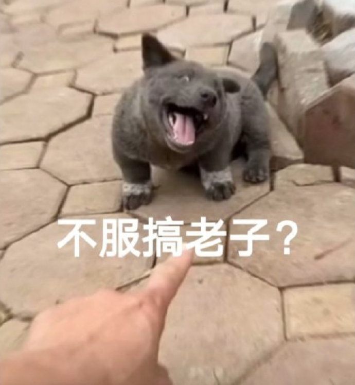 搞笑沙雕的微信网红汪星人表情包