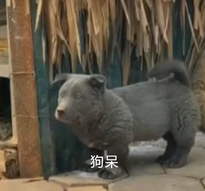 搞笑沙雕的微信网红汪星人表情包
