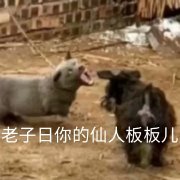 搞笑沙雕的微信网红汪星人表情包