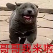 搞笑沙雕的微信网红汪星人表情包