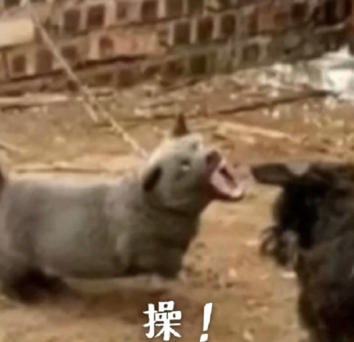 搞笑沙雕的微信网红汪星人表情包