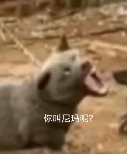 搞笑沙雕的微信网红汪星人表情包