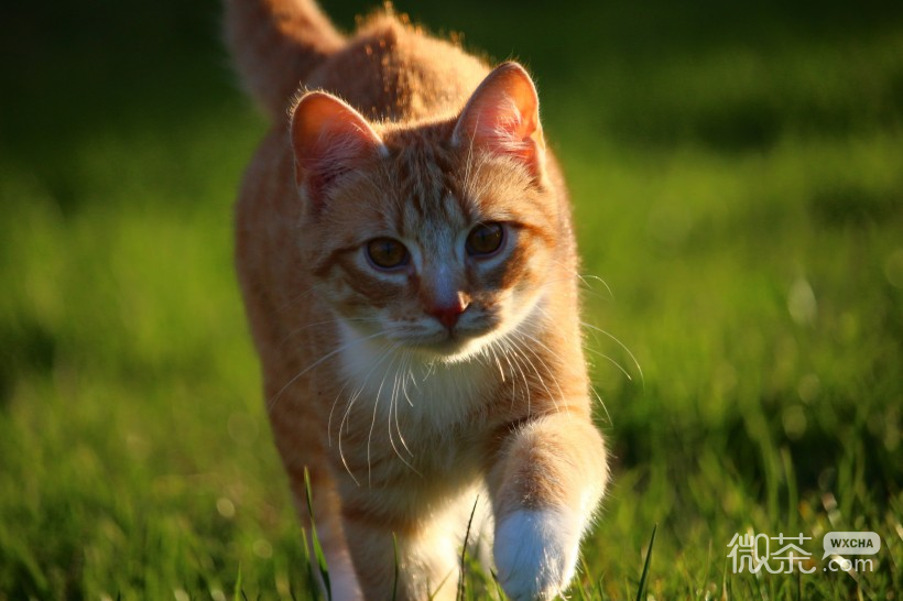 呆萌可爱的虎斑猫微信摄影图片