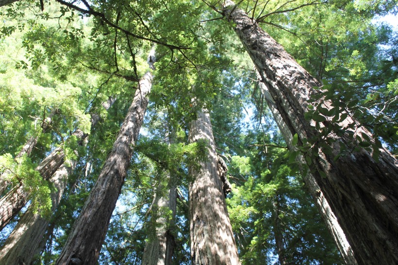 高大粗壮的红杉树微信唯美摄影图片