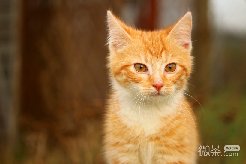 呆萌可爱的虎斑猫微信摄影图片