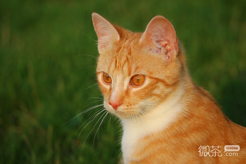 呆萌可爱的虎斑猫微信摄影图片