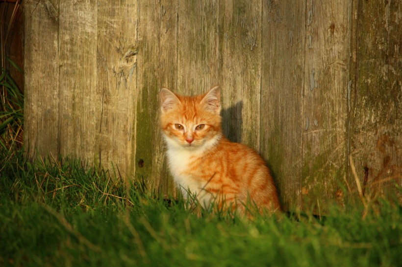 呆萌可爱的虎斑猫微信摄影图片