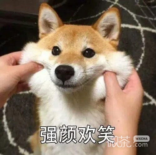搞笑带字的微信沙雕斗图表情包