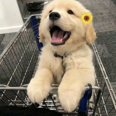 搞笑又沙雕的微信动物主题头像