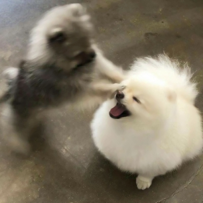 搞笑又沙雕的微信动物主题头像