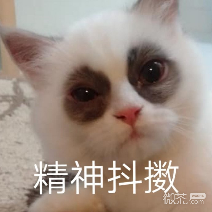 微信群聊斗图专用的降智表情包