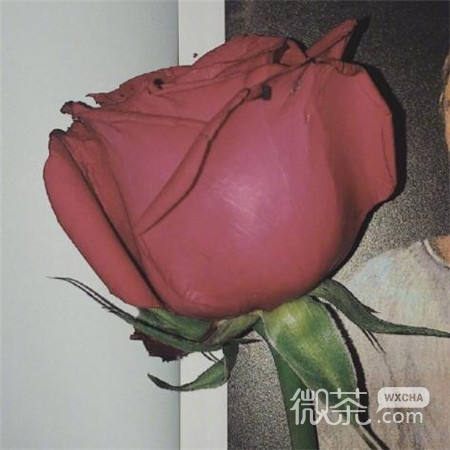 2020年情人节玫瑰图片