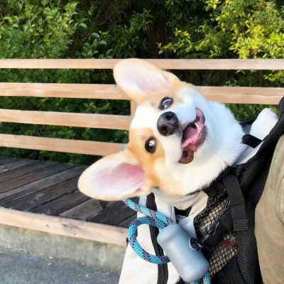 搞笑又沙雕的微信动物主题头像