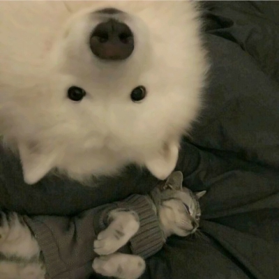 搞笑又沙雕的微信动物主题头像