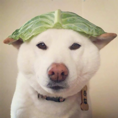 搞笑又沙雕的微信动物主题头像