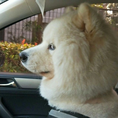 搞笑又沙雕的微信动物主题头像