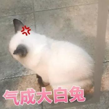 可爱搞笑的微信喵星人带字表情包
