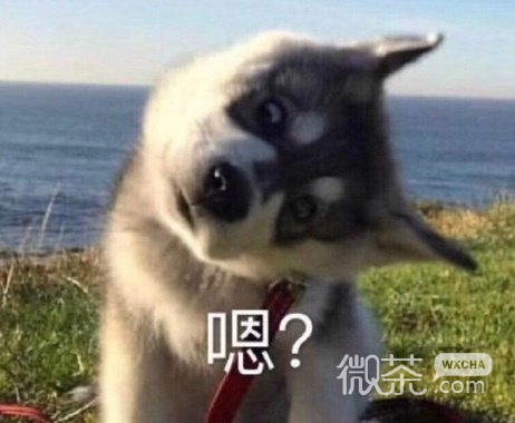 微信群聊斗图专用的降智表情包