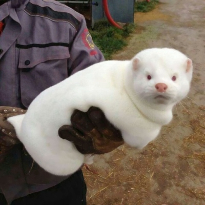 搞笑又沙雕的微信动物主题头像