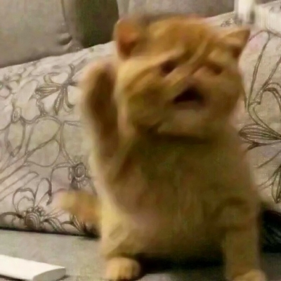 搞笑又沙雕的微信动物主题头像