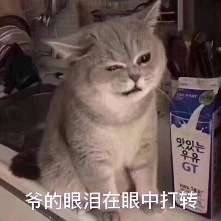 接住恶搞斗图表情包