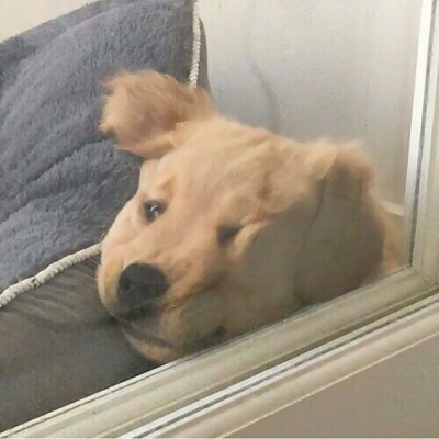 搞笑又沙雕的微信动物主题头像