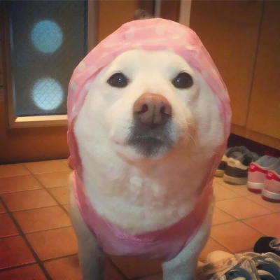 搞笑又沙雕的微信动物主题头像