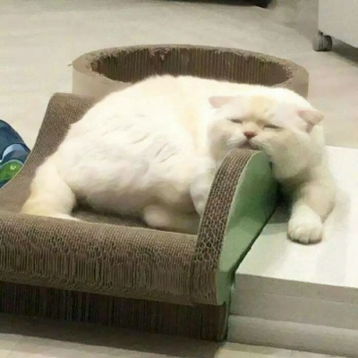 搞笑又沙雕的微信动物主题头像