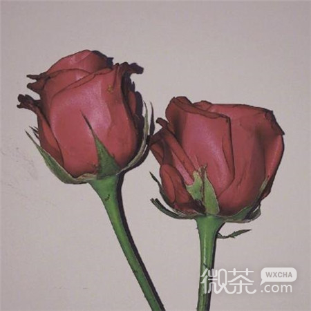 2020年情人节玫瑰图片