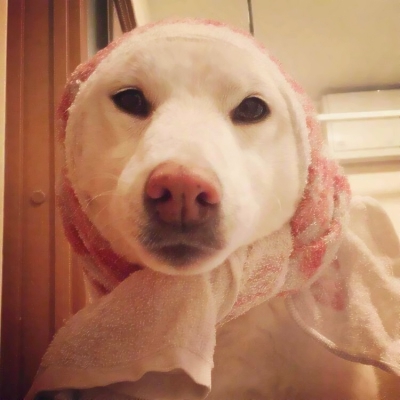 搞笑又沙雕的微信动物主题头像