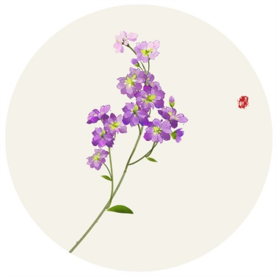 唯美好看的微信手绘花朵头像