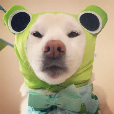 搞笑又沙雕的微信动物主题头像