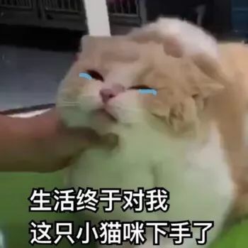 可爱搞笑的微信喵星人带字表情包