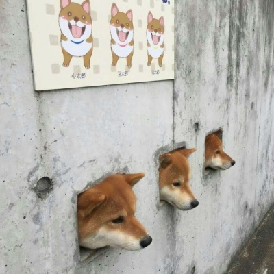 搞笑又沙雕的微信动物主题头像