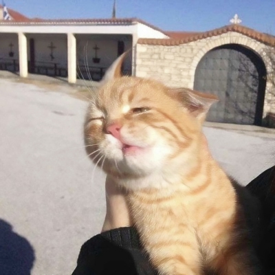 搞笑又沙雕的微信动物主题头像