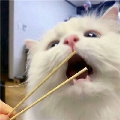 搞笑又沙雕的微信动物主题头像