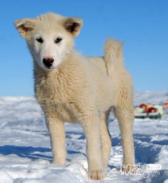 可爱萌萌哒的雪橇犬微信摄影图片