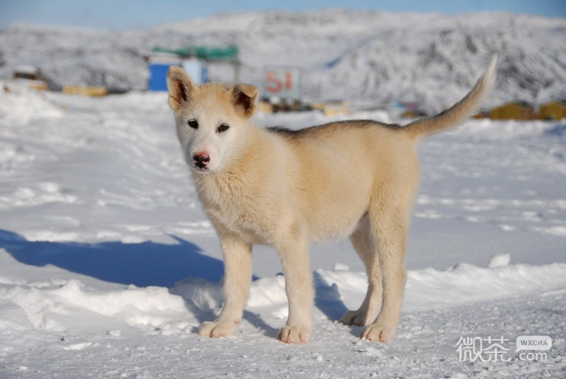 可爱萌萌哒的雪橇犬微信摄影图片