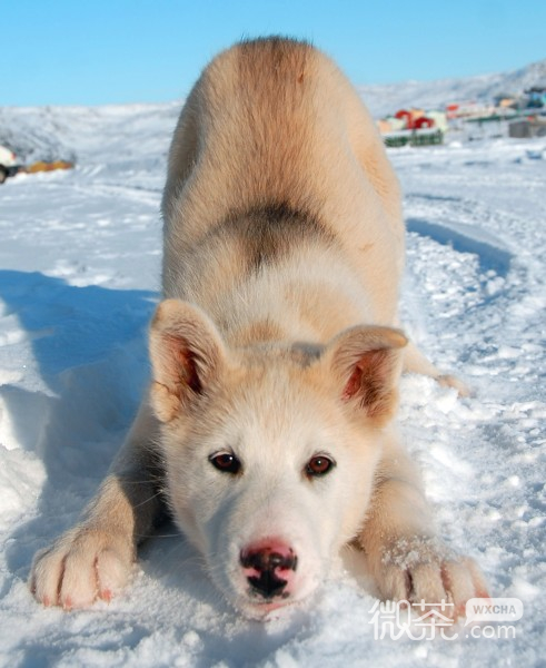 可爱萌萌哒的雪橇犬微信摄影图片