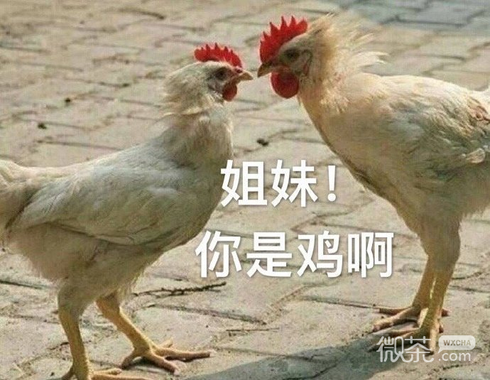 斗图专用的微信搞笑带字表情包合集