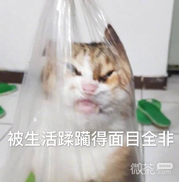 斗图专用的微信搞笑带字表情包合集